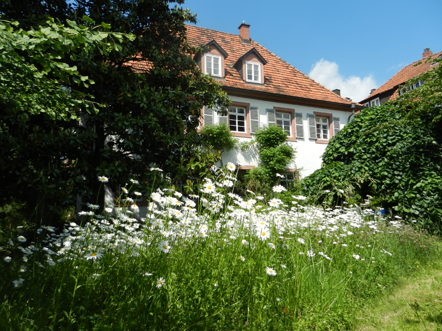 06 mit Marghueritenwiese 2014
