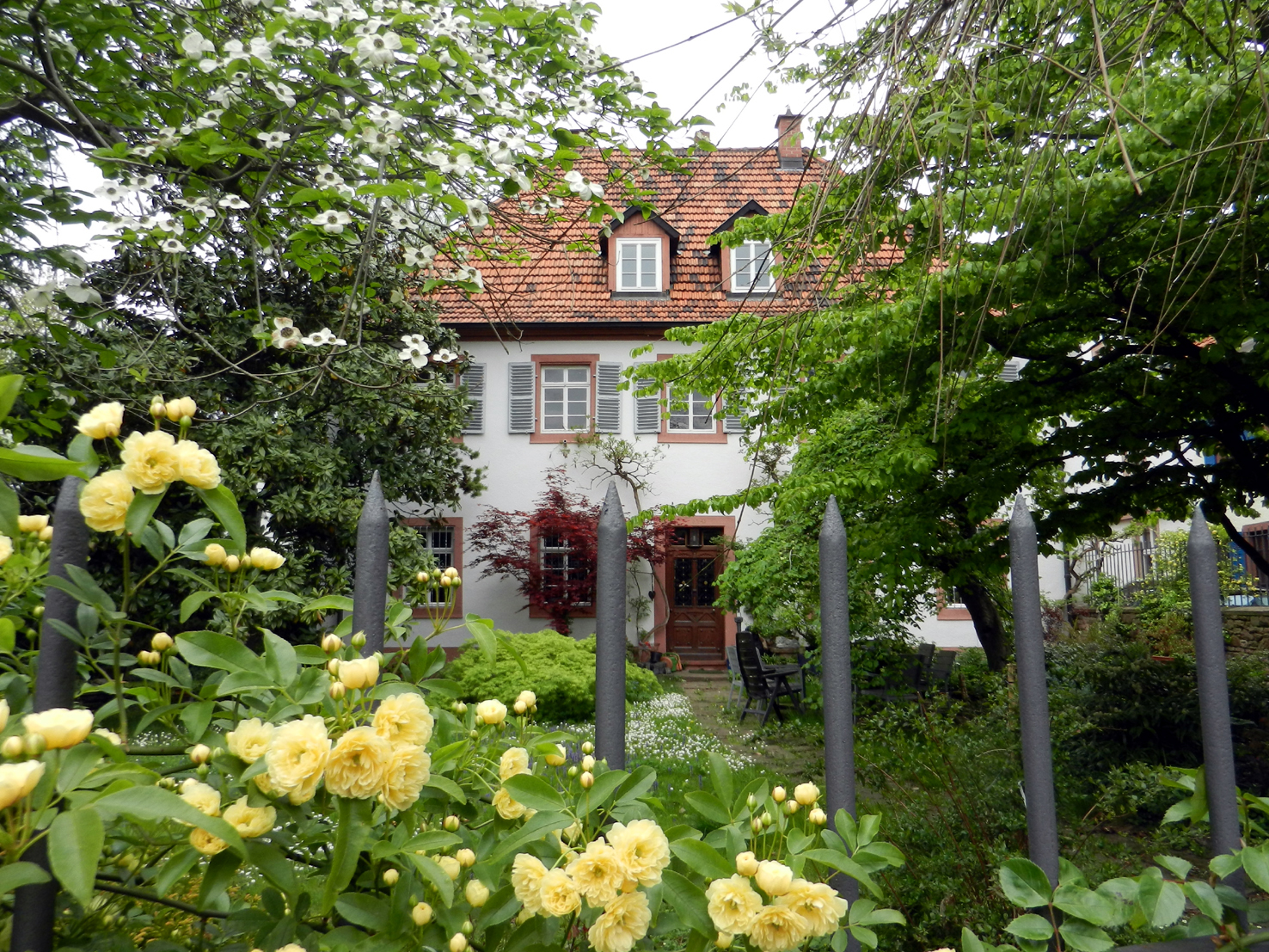 07 mit Meraner Rose 2016
